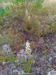 Spiranthes cernua
