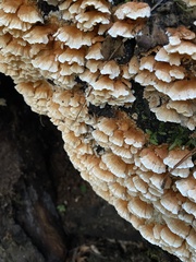 Cerrena zonata