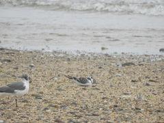 Hydrocoloeus minutus