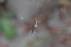 Micrathena sanctispiritus