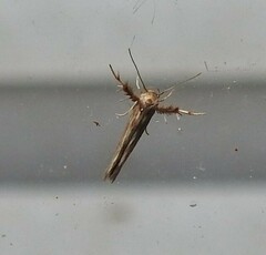 Stathmopoda