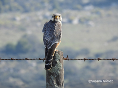 Falco femoralis