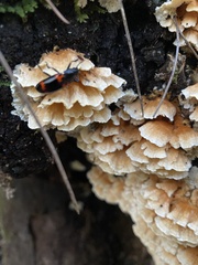 Cerrena zonata