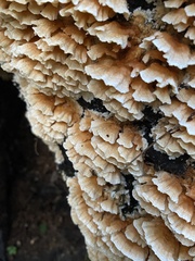 Cerrena zonata