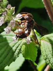 Cerceris bicornuta