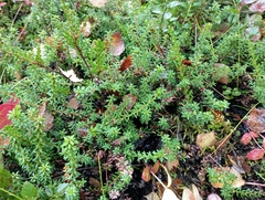Empetrum nigrum
