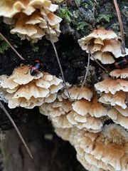 Cerrena zonata