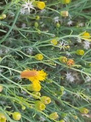 Chauliognathus discus discus