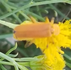 Chauliognathus discus discus