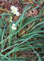 Nothoscordum gracile
