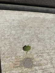 Thyanta pallidovirens