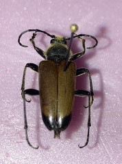 Trigonarthris proxima