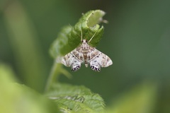Petrophila confusalis