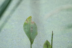 Alisma