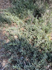 Carpobrotus chilensis
