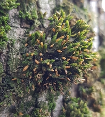 Lewinskya