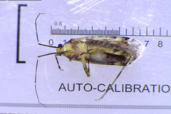 Phytocoris tiliae