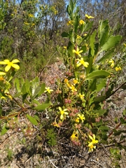 Osteospermum moniliferum