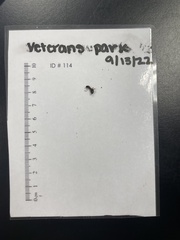 Camponotus chromaiodes