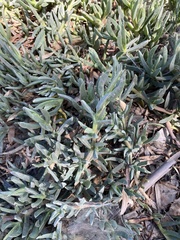 Carpobrotus chilensis