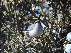 Polioptila dumicola