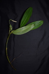 Stenospermation angustifolium