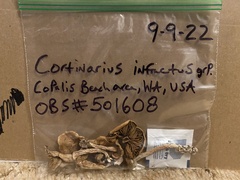 Cortinarius infractus