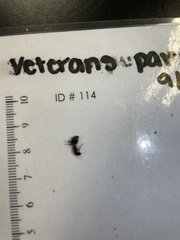 Camponotus chromaiodes
