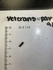 Camponotus chromaiodes