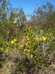 Osteospermum moniliferum