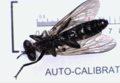 Eudioctria