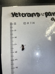 Camponotus chromaiodes
