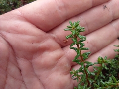 Empetrum nigrum