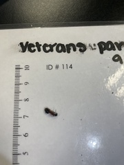 Camponotus chromaiodes
