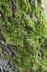 Climacium dendroides