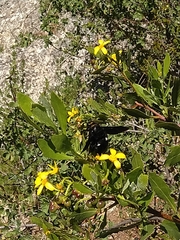 Osteospermum moniliferum