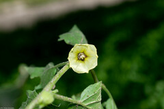 Physalis hederifolia