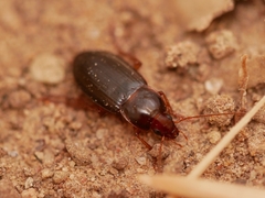 Calathus ruficollis