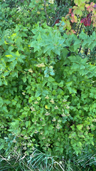 Physocarpus opulifolius