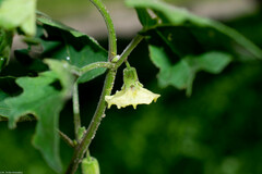 Physalis hederifolia