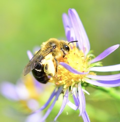 Andrena asteris