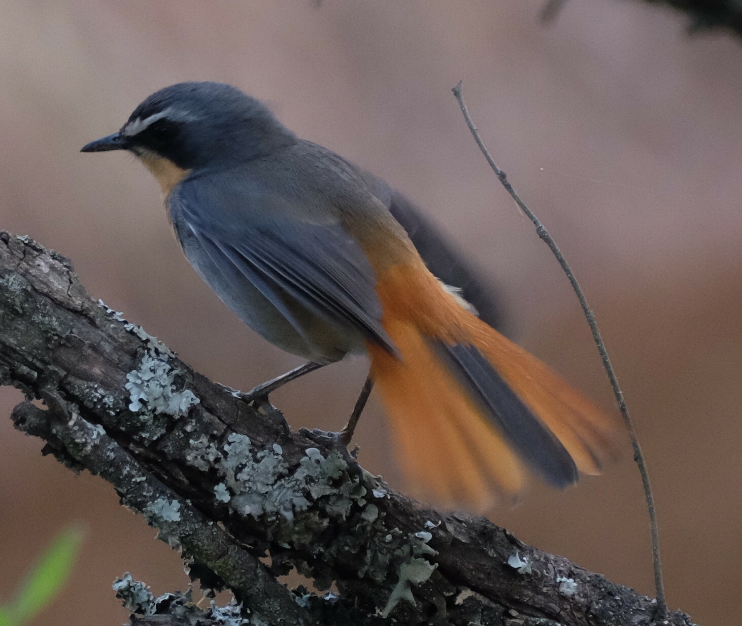 Cape Robin-Chat (Dessonornis caffer)