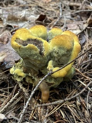 Phaeolus