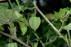 Physalis hederifolia