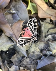 Apantesis parthenice