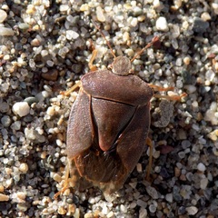 Palomena