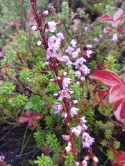 Calluna vulgaris