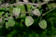 Physalis hederifolia