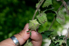 Physalis hederifolia