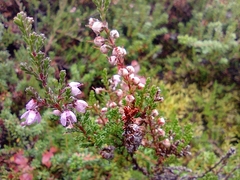 Calluna vulgaris